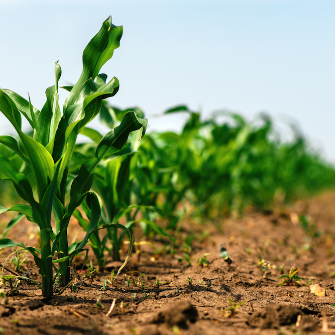growing corn stalks in field
